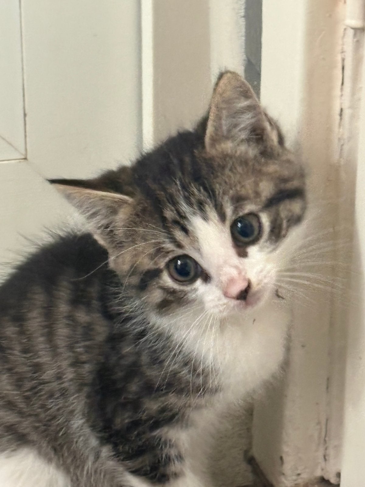 Boerderij kittens, Meerdere dieren