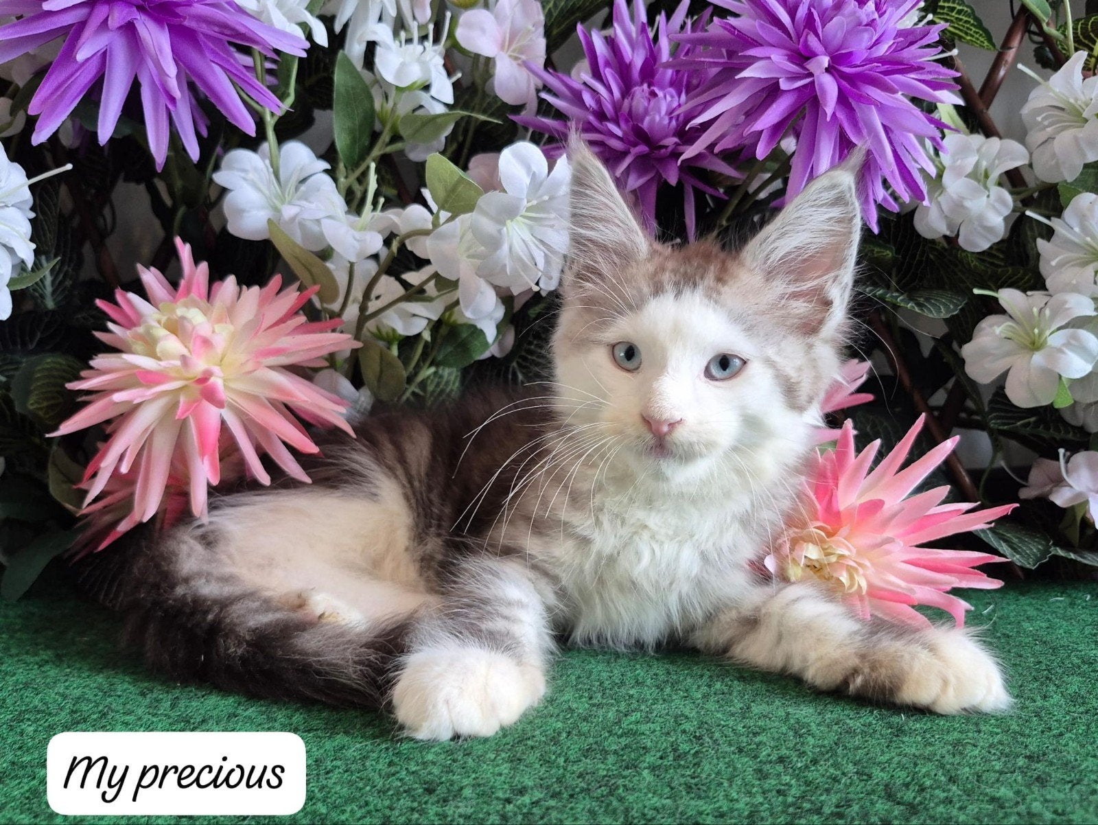 maine coon kitten met stamboom, blauw oog, shaded, RUS lijn, Dieren en Toebehoren, Kater, Met stamboom, 0 tot 2 jaar