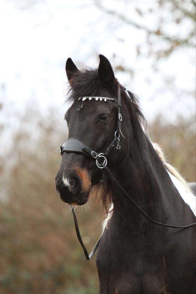 Barock Pinto merrie, Dieren en Toebehoren, Paarden, Merrie, Recreatiepaard