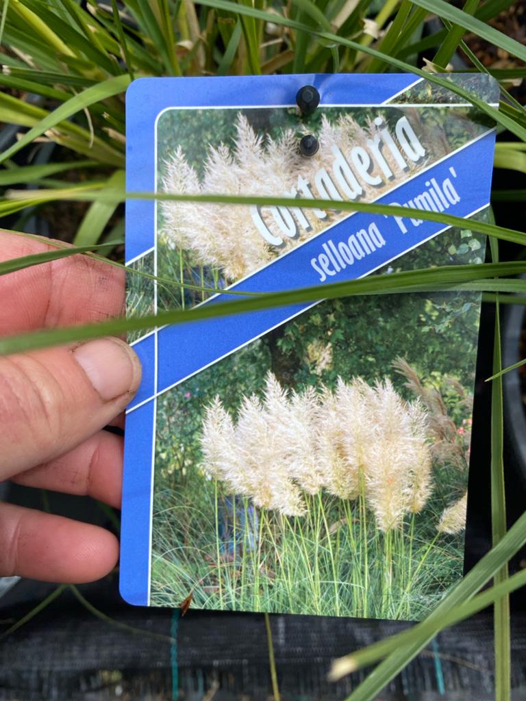 Cortaderia selloana 'Pumila' - Pampasgras, Ophalen, Zo goed als nieuw
