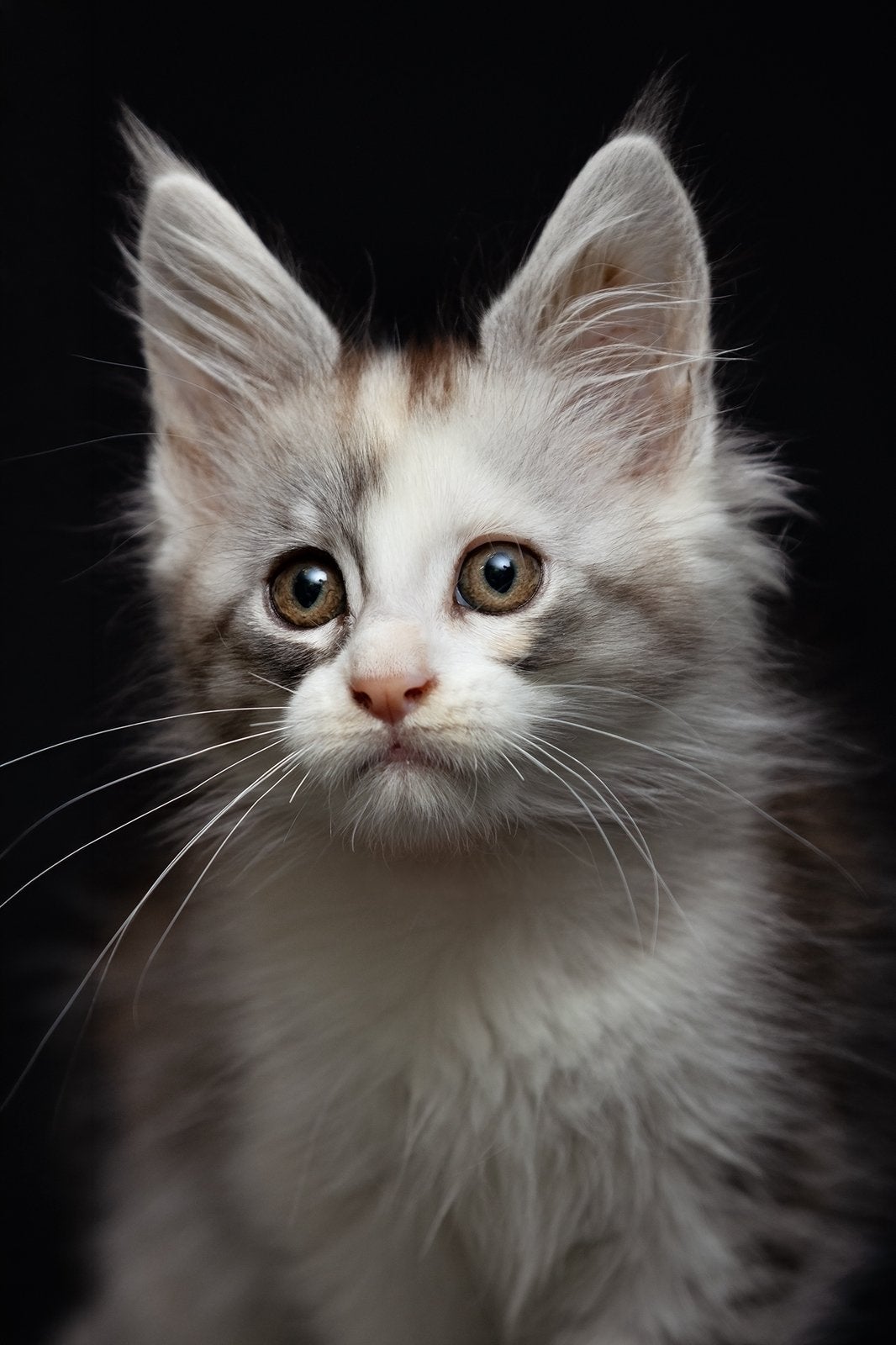 Maincoon kittens mogen verhuizen, Meerdere dieren, Met stamboom
