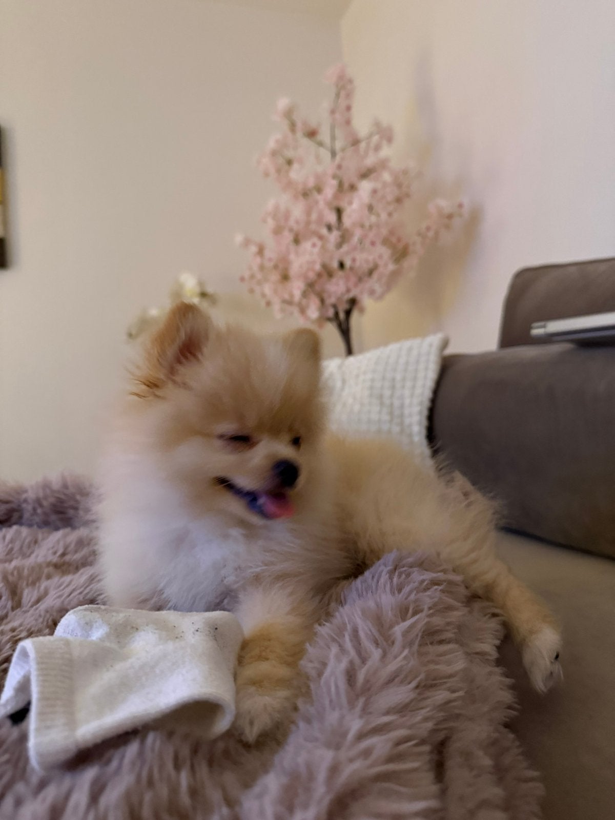 Pomeriaan pup, Parvo, Overige rassen, 8 tot 15 weken, Teef