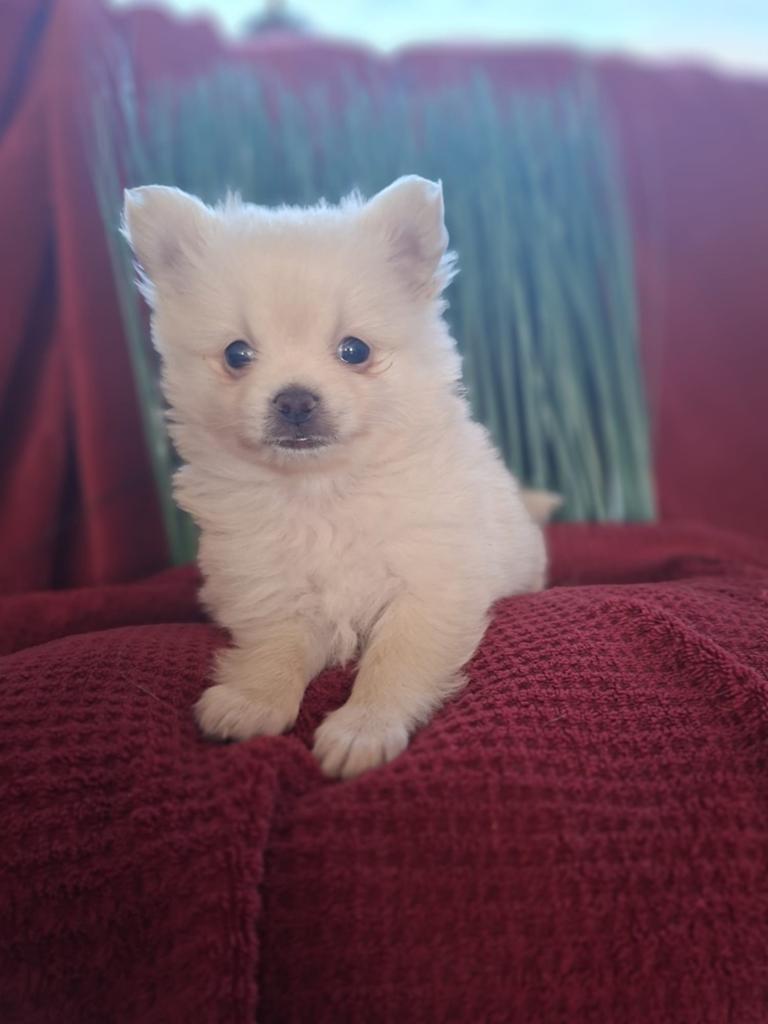 pomeriaan x chihuahua, Dieren en Toebehoren, Reu, 8 tot 15 weken, Meerdere, Nederland