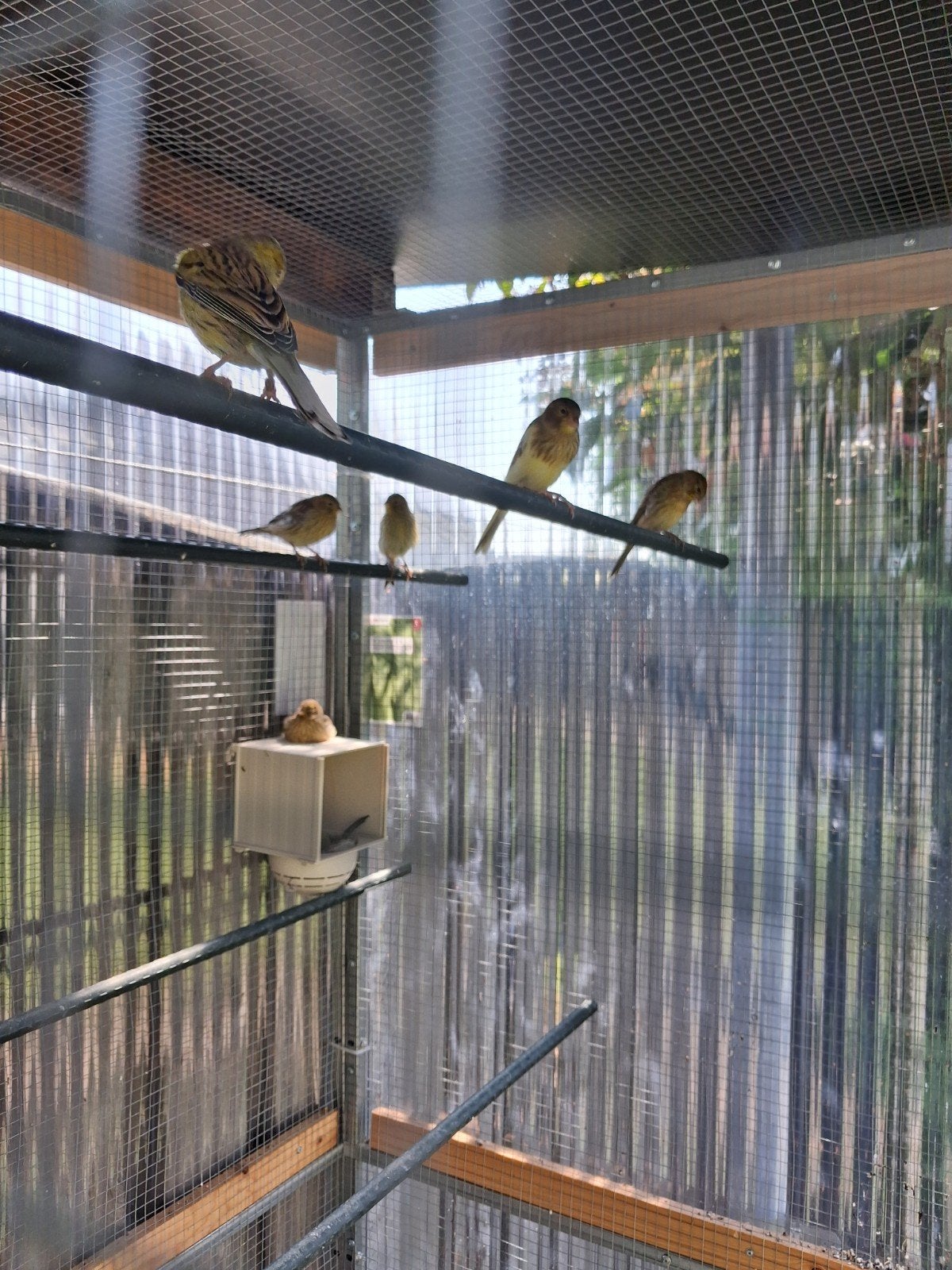 Timbrado, Meerdere dieren, Zangkanarie