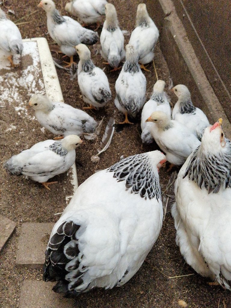 Wyandotte kriel kip kuikens., Dieren en Toebehoren, Pluimvee, Meerdere dieren, Kip