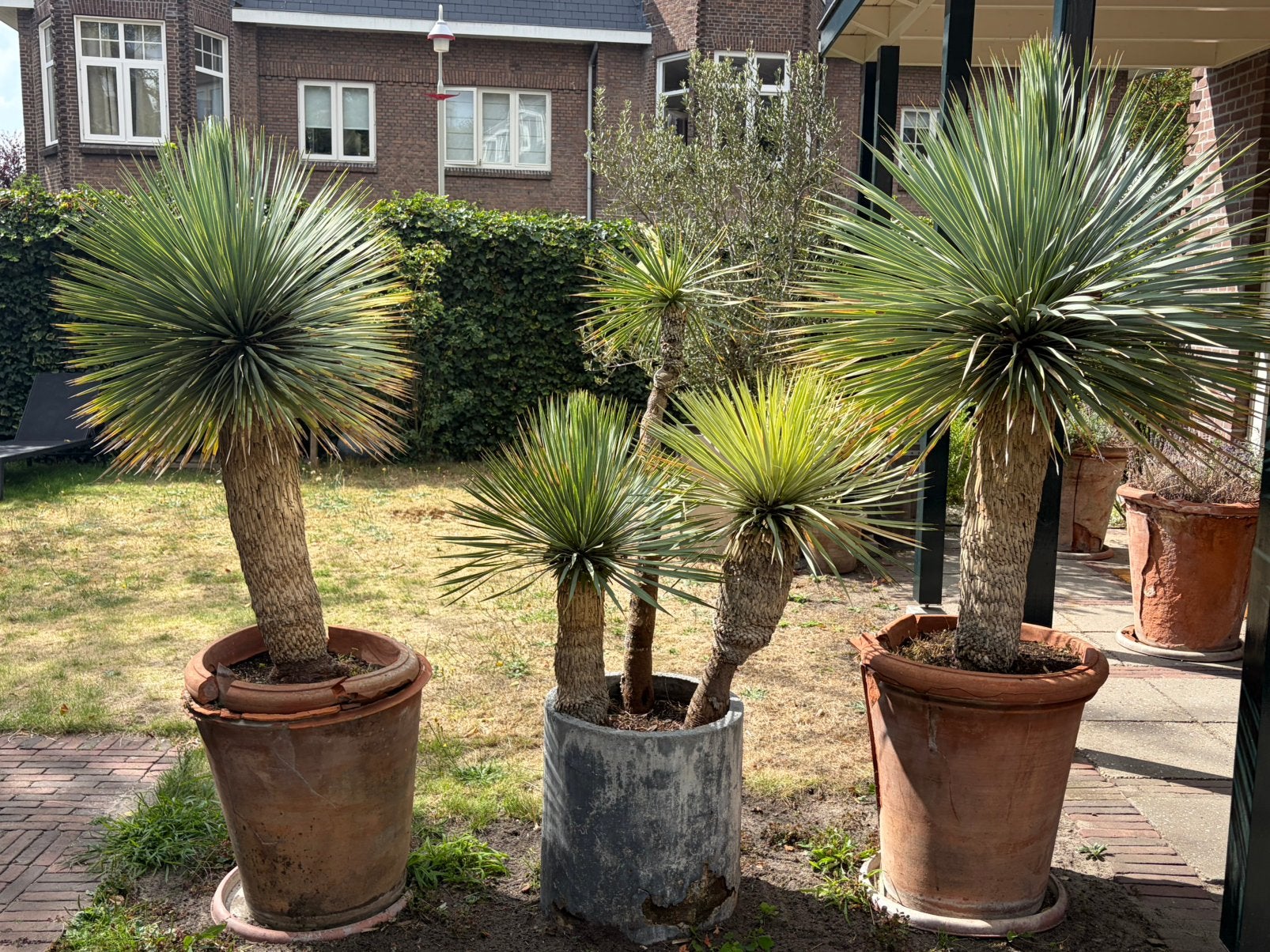 Yucca Rostrata te koop, Ophalen, Overige soorten, Volle zon
