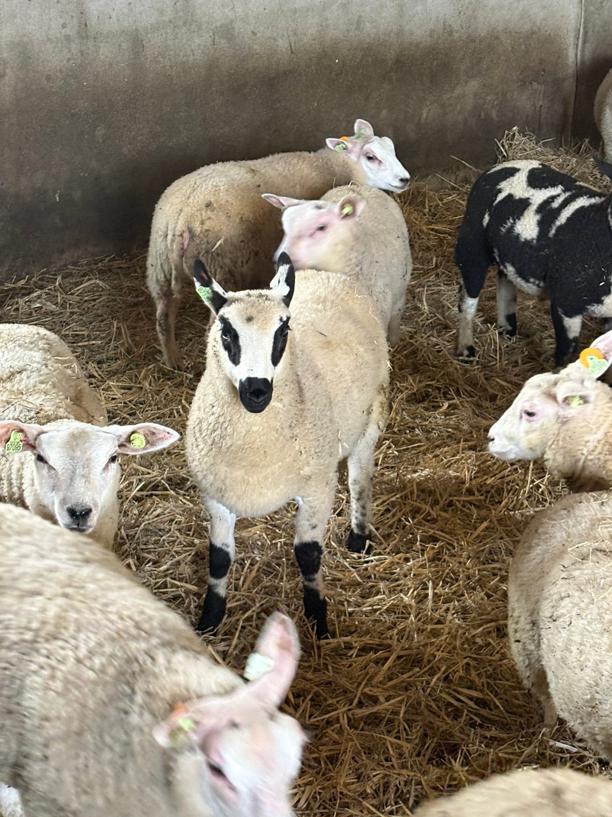 Kerry hill rammen, Dieren en Toebehoren, Schapen, Geiten en Varkens, Mannelijk, Schaap