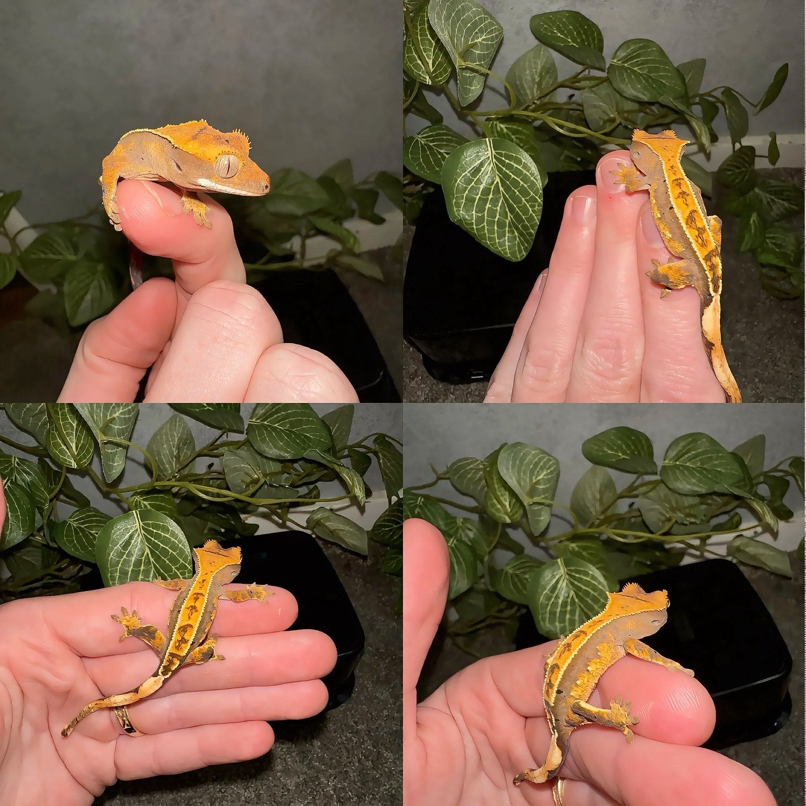 Wimpergekko baby, Hagedis, 0 tot 2 jaar