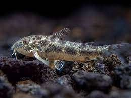 Corydora Aspidoras spilotus - Koidream Valburg, Vis, Zoetwatervis