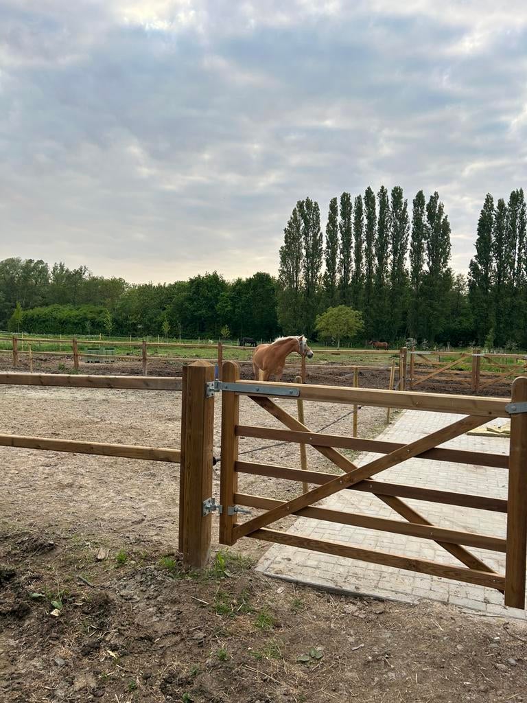 Bijrijdster of verzorgster gezocht voor Haflinger (23), Dieren en Toebehoren, Ophalen of Verzenden