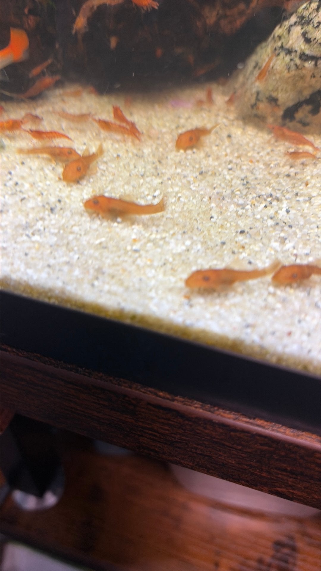 Red ancistrus, Dieren en Toebehoren, Vis