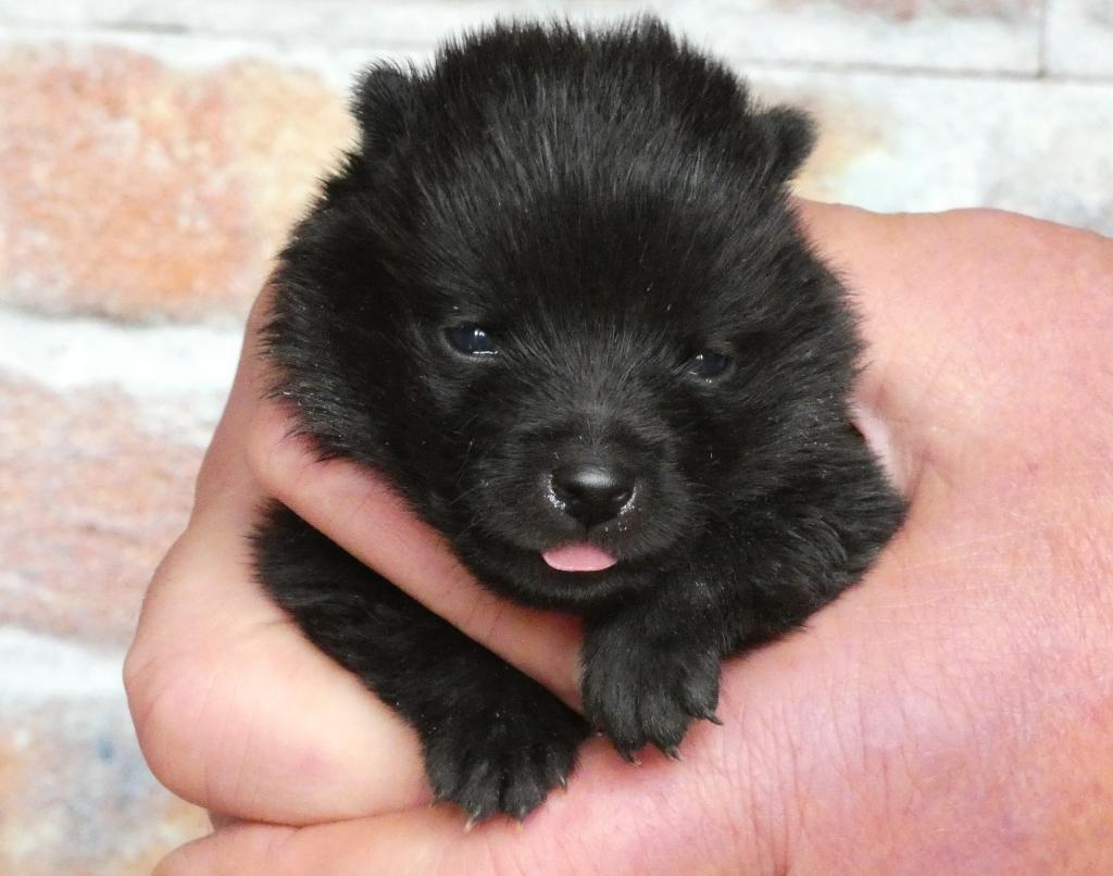 Schipperke pup, Parvo, 8 tot 15 weken, Eén hond, Nederland