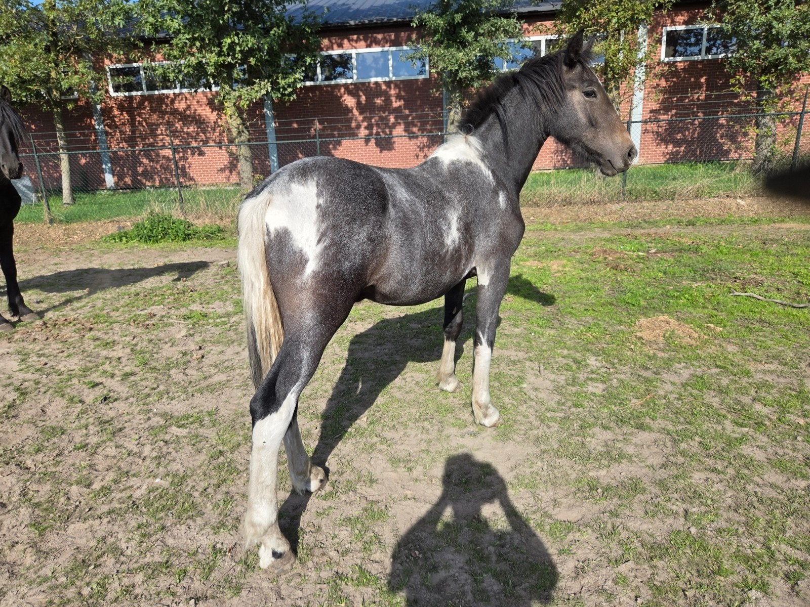 Bonte Friese hengst, Hengst