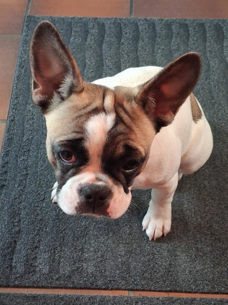 Franse bulldog teefje 5 maanden, België, Particulier, 15 weken tot 1 jaar, Teef