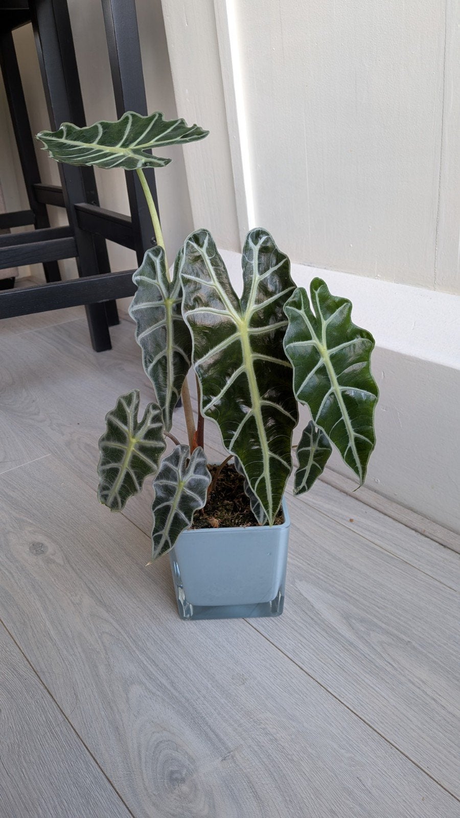 Twee Alocasia Jacklyn planten in hydrocultuur, Ophalen, Halfschaduw, Minder dan 100 cm