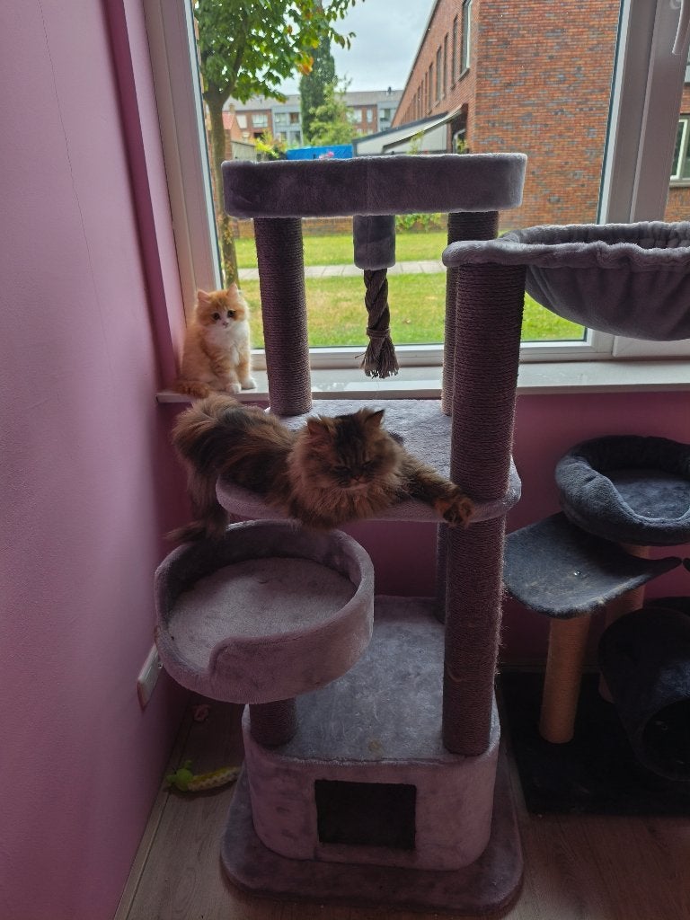 Katten, Dieren en Toebehoren, Katten en Kittens | Raskatten | Langhaar, Meerdere dieren, Met stamboom, 0 tot 2 jaar