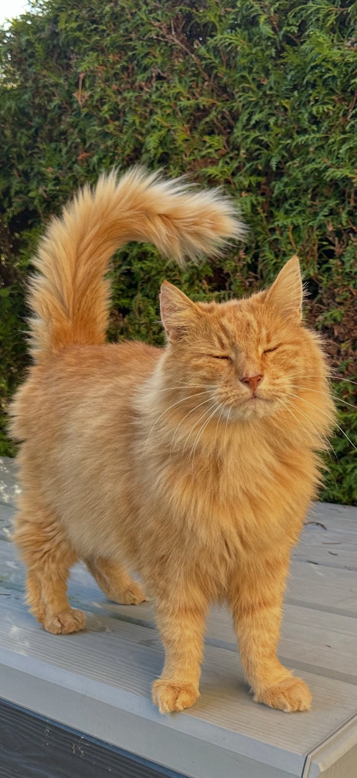 Noorse boskat, Kater