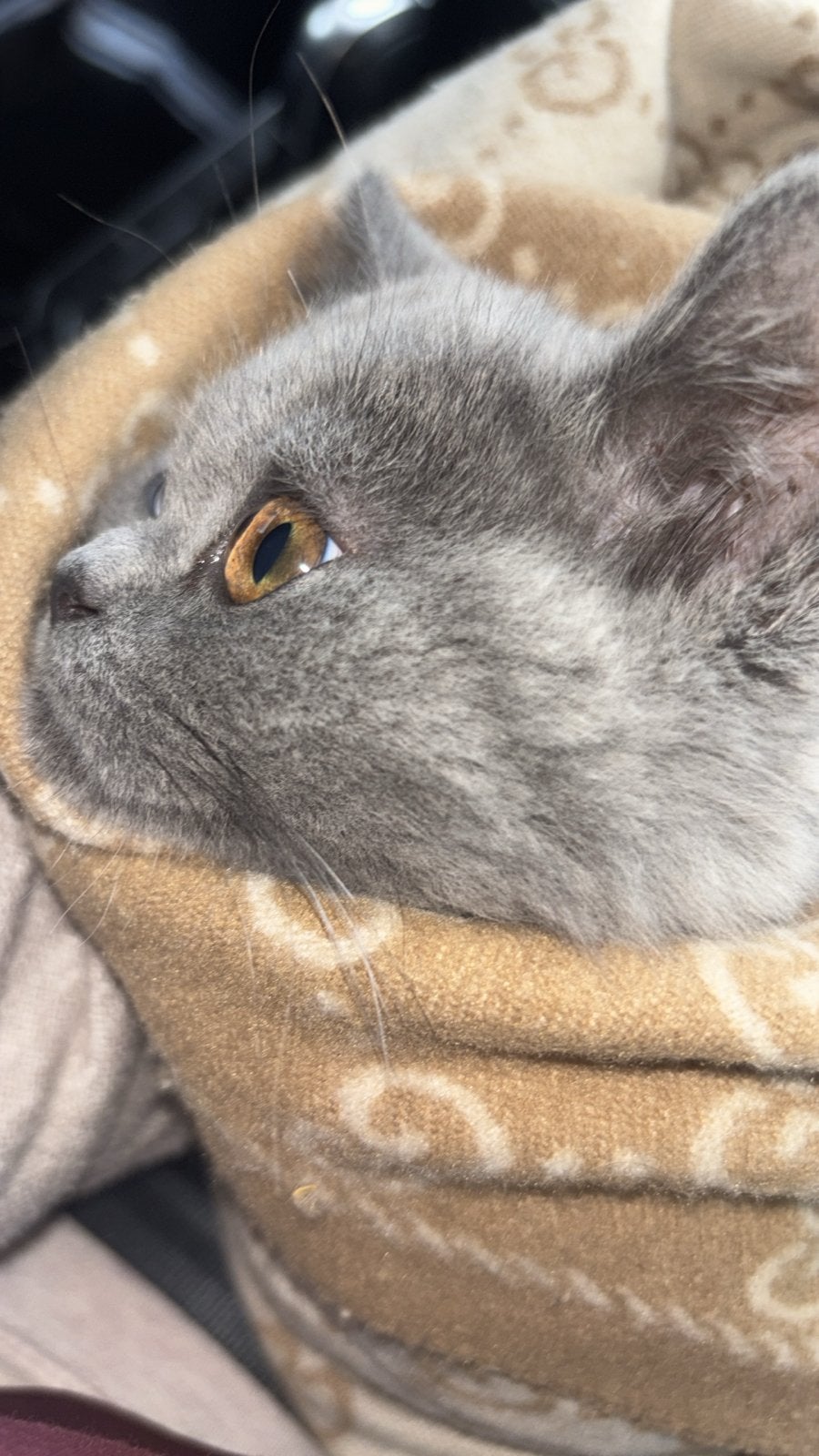 Britse korthaar kitten, Dieren en Toebehoren, Kater
