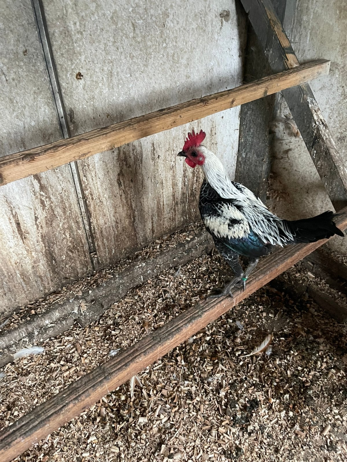 Koppel moderne Engelse Vechtkriel, Dieren en Toebehoren, Meerdere dieren, Kip