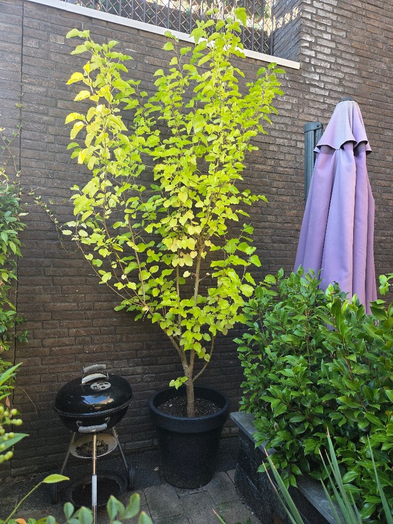 Witte Moerbei in pot - Morus Alba, Overige soorten, 250 tot 400 cm, Zomer, Ophalen