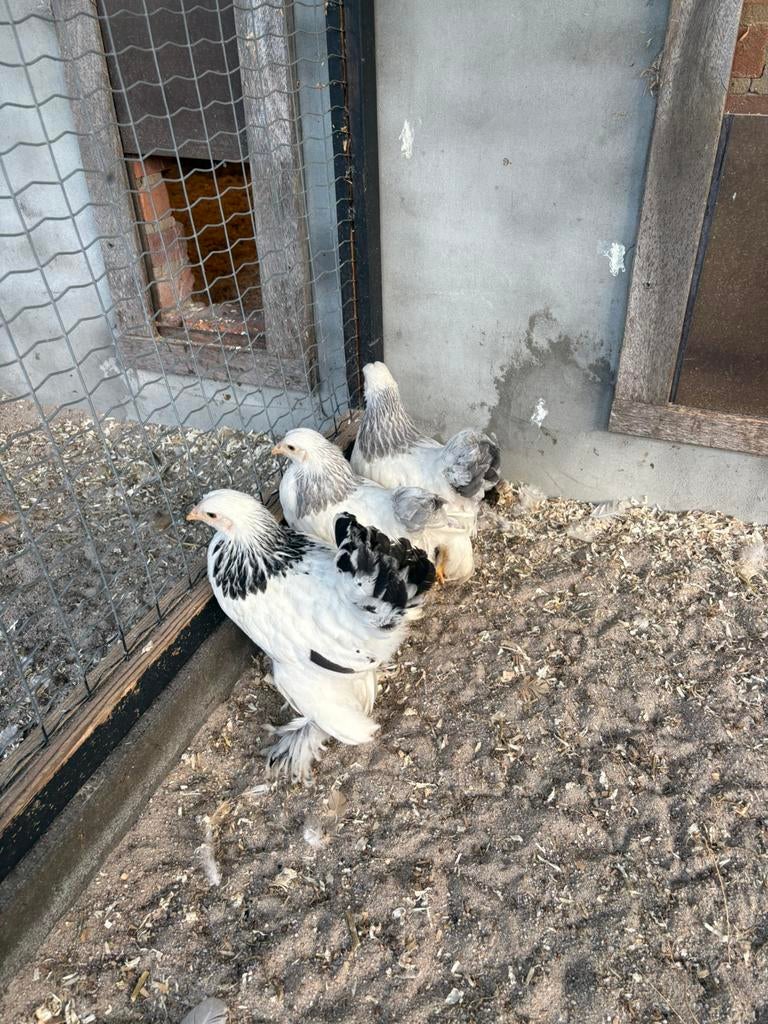 Brahma kriel, Meerdere dieren, Kip