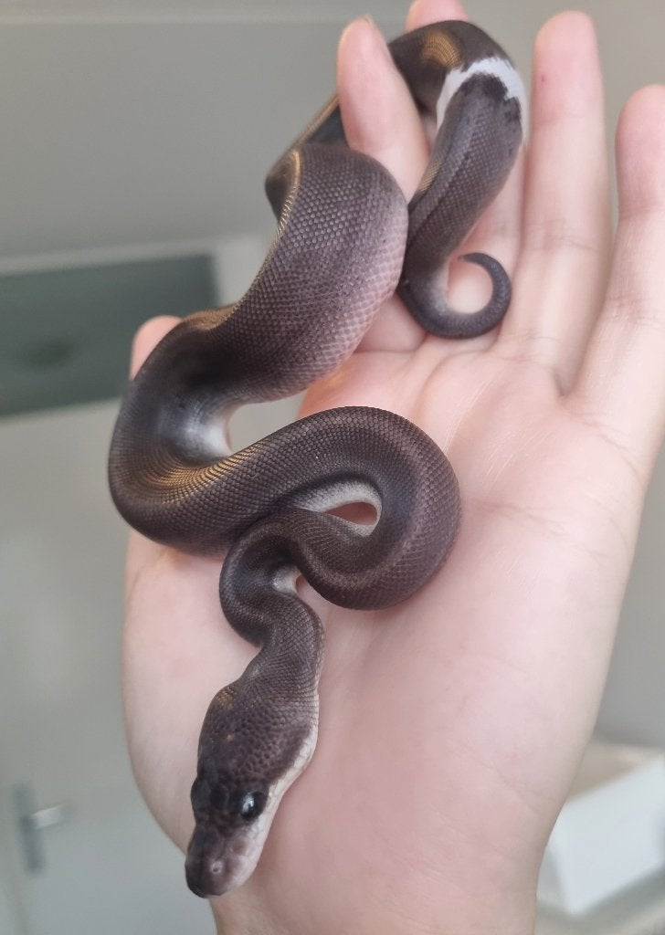 0.1 8 ball ( gravel spotnose clown ) koningspython Ball Python photo 3