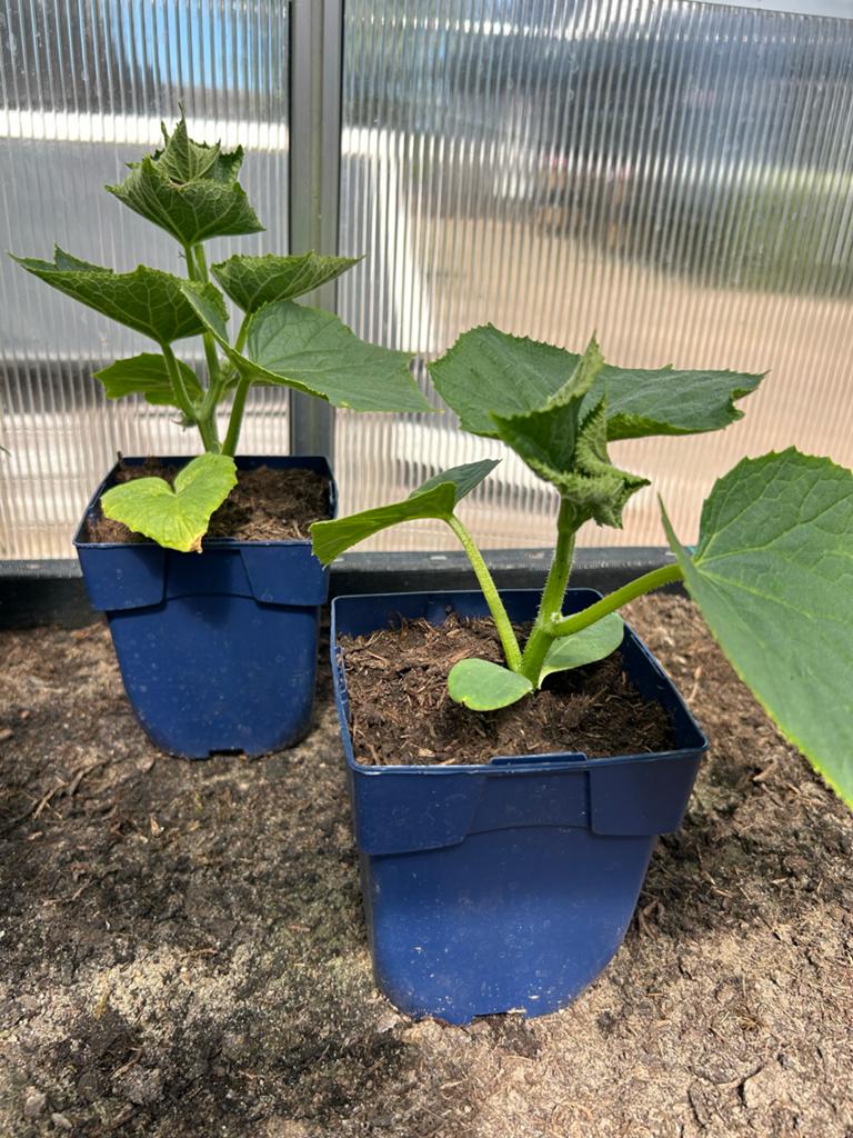 Komkommerplantjes - Vers uit eigen kas - 2 stuks, Ophalen, Volle zon, Groenteplanten, Eenjarig
