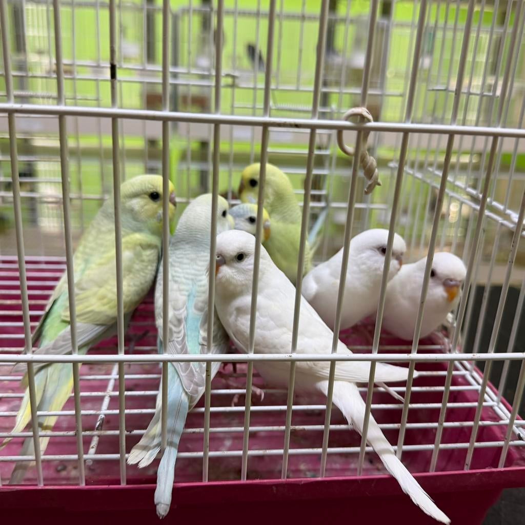 Grasparkieten Tamme Baby Vogels, Dieren en Toebehoren, Vogels | Parkieten en Papegaaien, Meerdere dieren, Parkiet, Tam