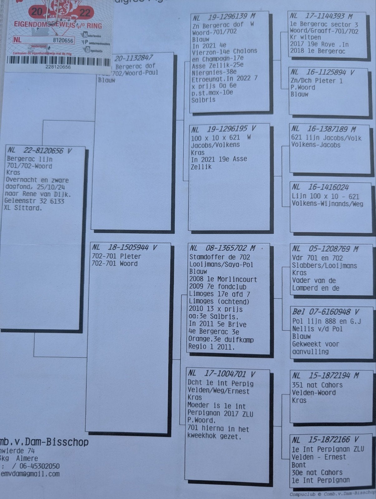 mooie duivin fond duifje, Vrouwelijk, Postduif
