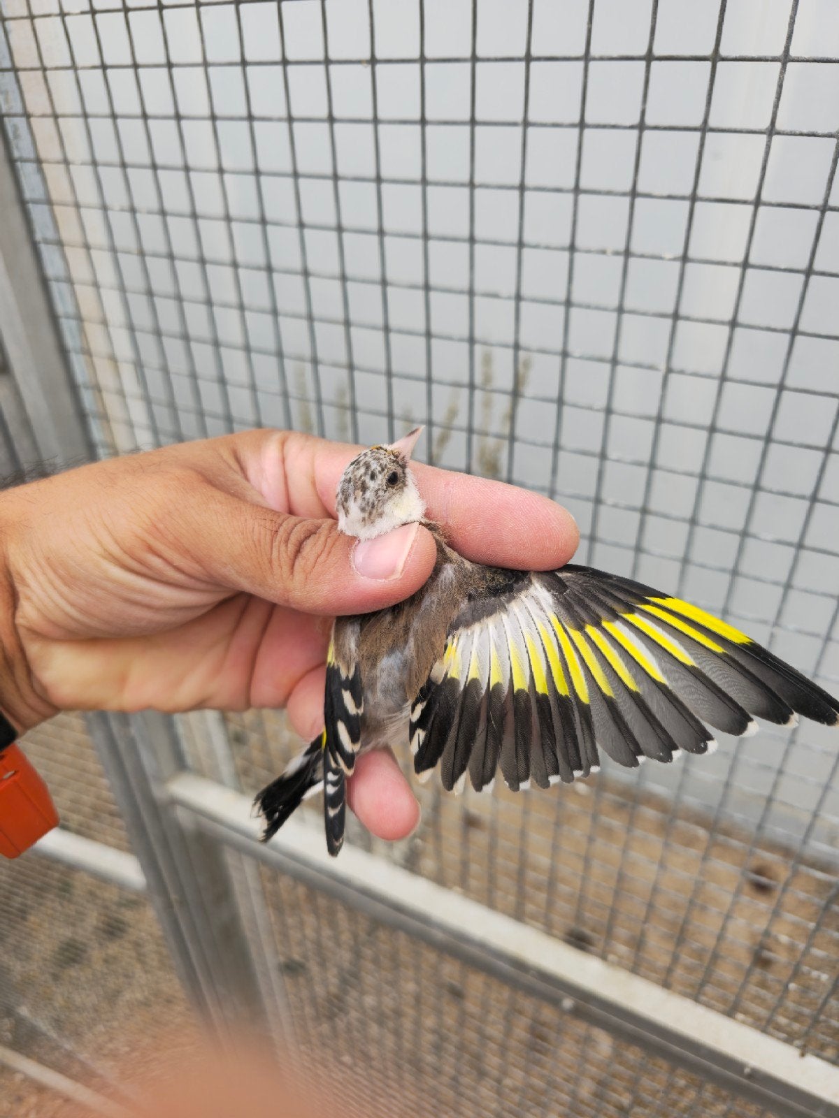 mooi kleine putter facyato 2026, Dieren en Toebehoren, Mannelijk, Wildzangvogel, Geringd