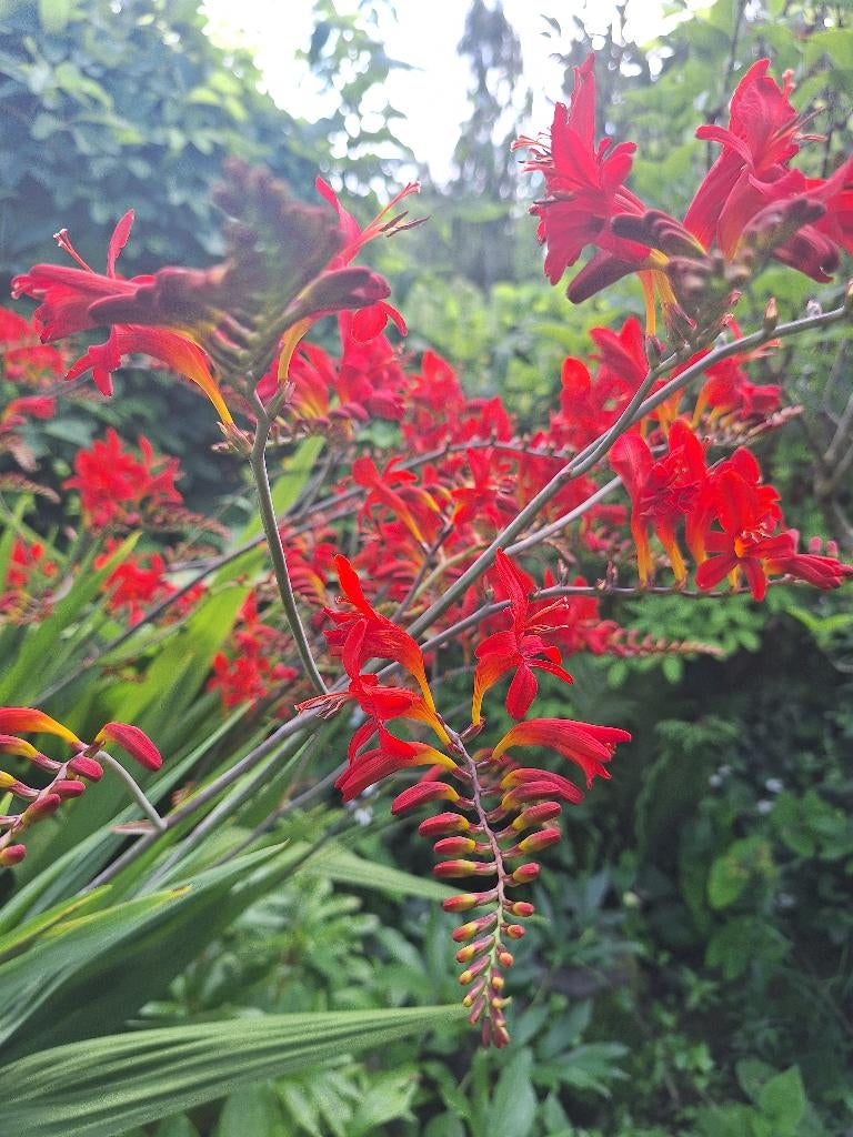CROCOSMIA Lucifer bollen te koop, Overige soorten, Volle zon, Vaste plant, Ophalen of Verzenden