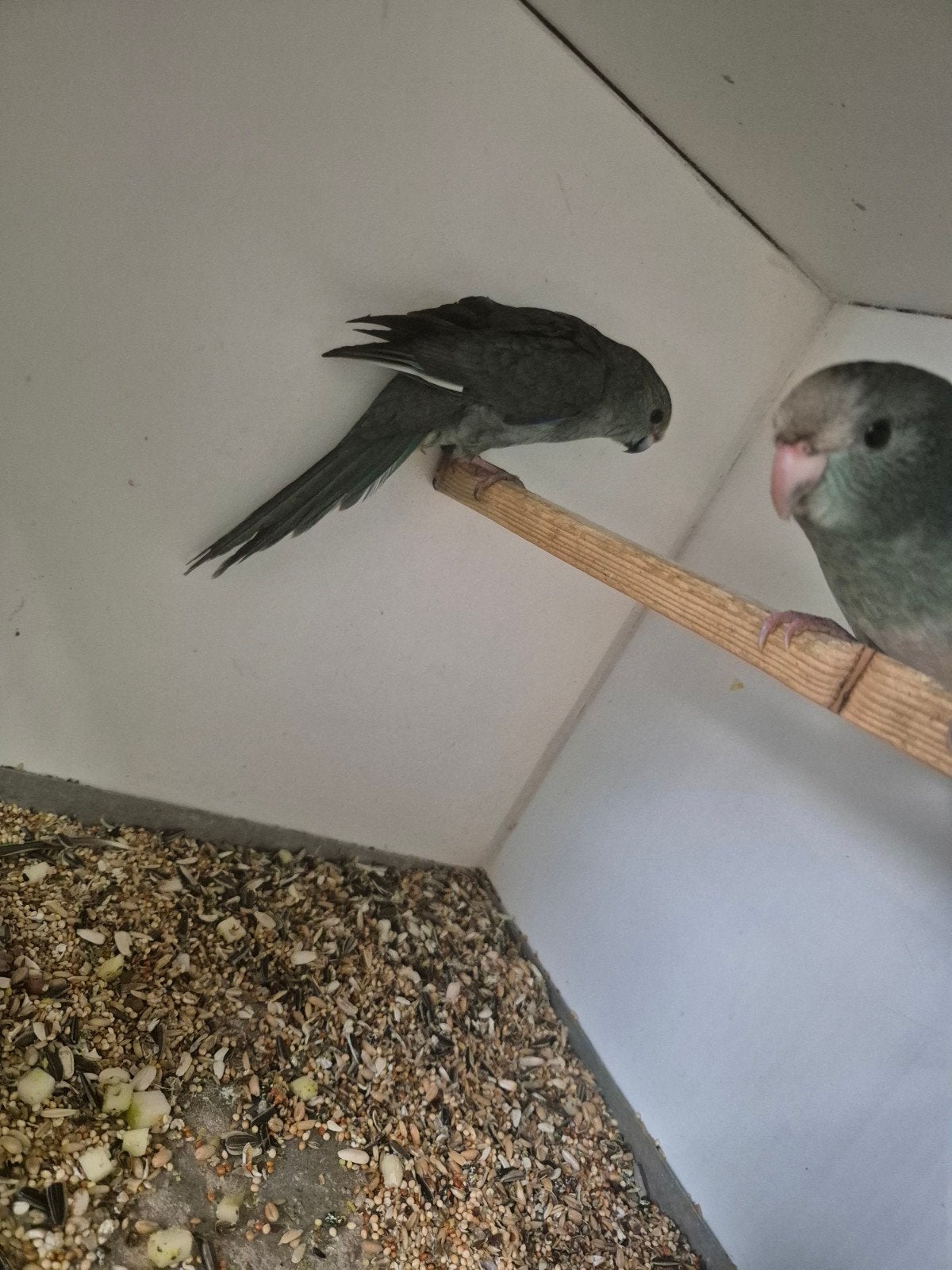 kakariki's, Dieren en Toebehoren, Meerdere dieren, Parkiet, Geringd