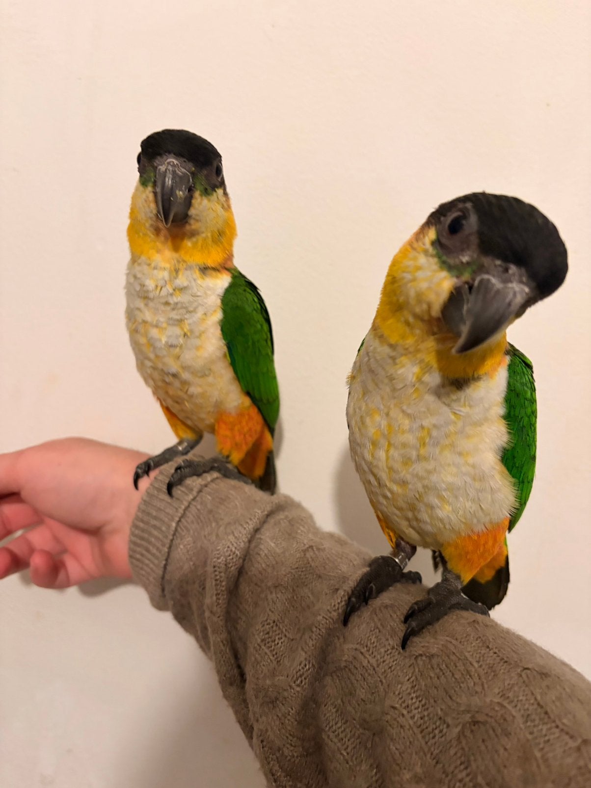 Supertam jonge zwartkop caique’s 2026, Dieren en Toebehoren, Mannelijk, Papegaai, Tam