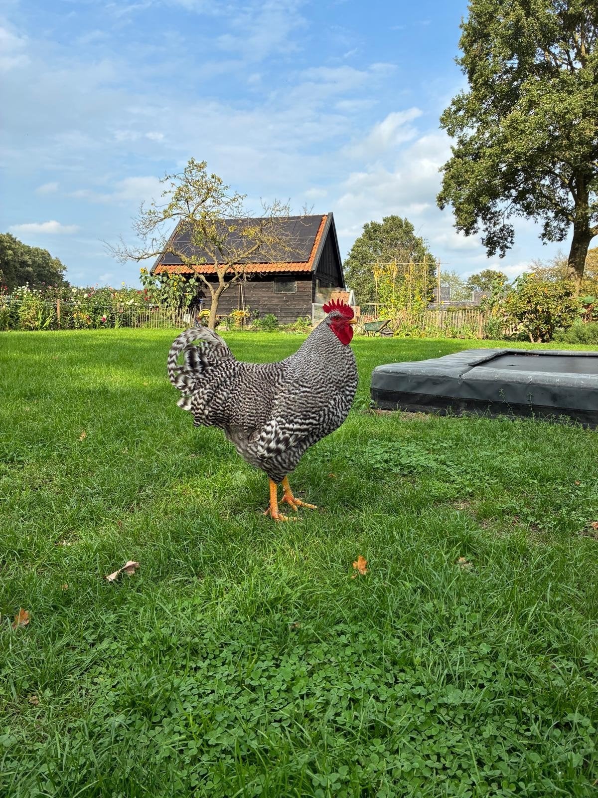 mooie grote amrock haan, Dieren en Toebehoren, Mannelijk, Kip