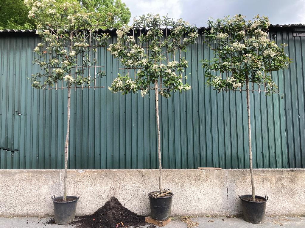 Photinia glansmispel leiboom, Tuin en Terras, Planten | Bomen, Leiboom, 250 tot 400 cm, Volle zon, Lente, In pot, Ophalen