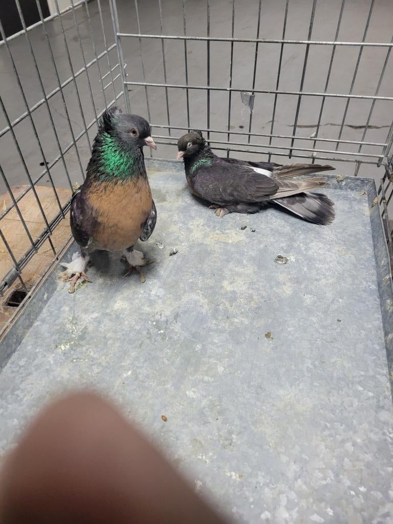Turkse miro  mat kleur, Dieren en Toebehoren, Vogels | Duiven, Meerdere dieren, Overige soorten