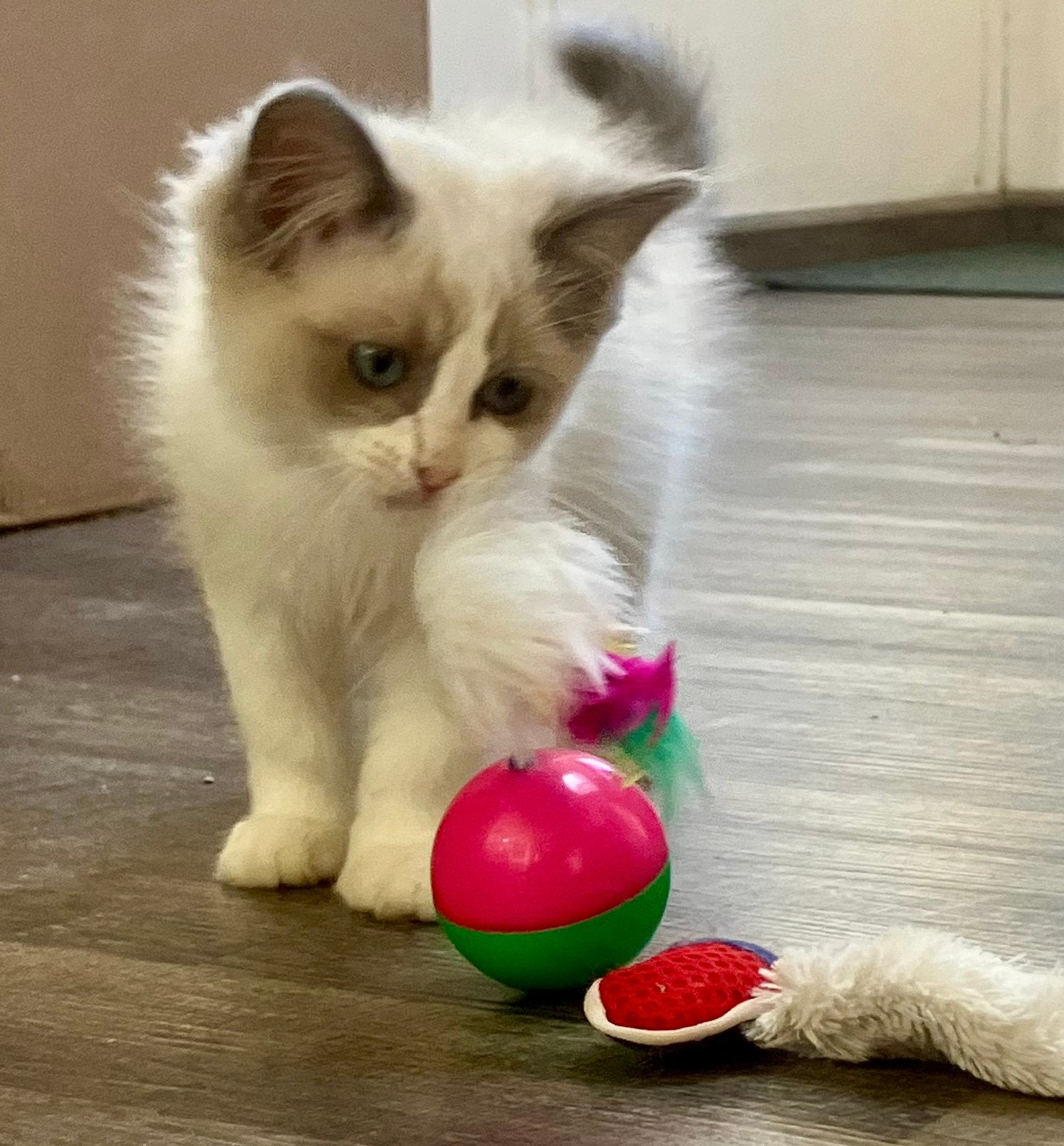100% ragdoll kittens gechipt en 2x geënt, Meerdere dieren, Gechipt, 0 tot 2 jaar