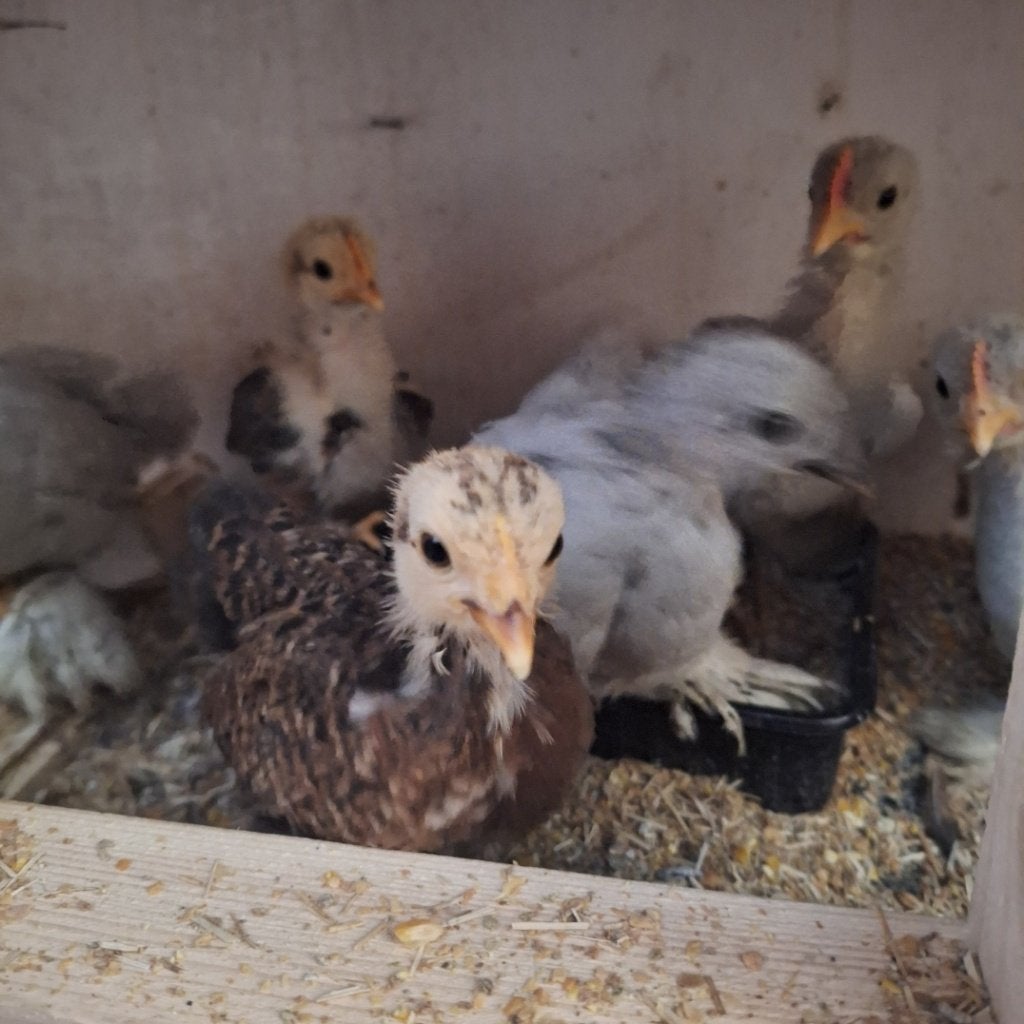 Serama en Cochin krielkuikens, Dieren en Toebehoren, Meerdere dieren, Kip