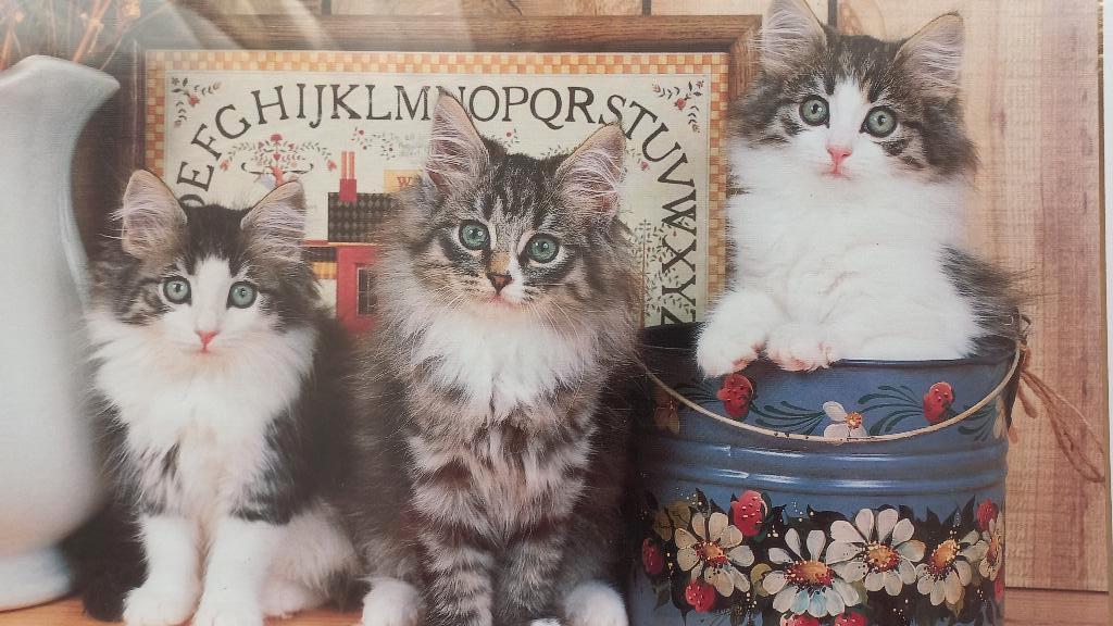 Puzzel Norwegian Cats  84,3 x 59,2cm 1500 st. (Nieuw), Ophalen of Verzenden, 500 t/m 1500 stukjes, Nieuw, Legpuzzel