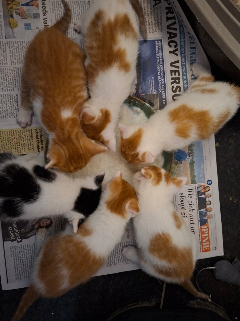 6 lieve Kittens, Dieren en Toebehoren, Meerdere dieren