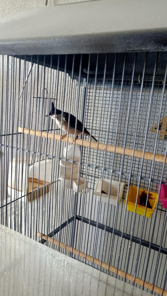 Buulbuul Roodoor 150€, Dieren en Toebehoren, Vogels | Kanaries, Meerdere dieren