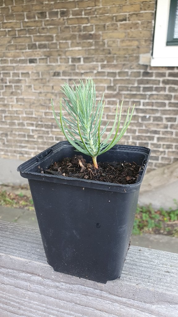 stekken Pinus Pinea, Ophalen, Eenjarig, Overige soorten, Volle zon