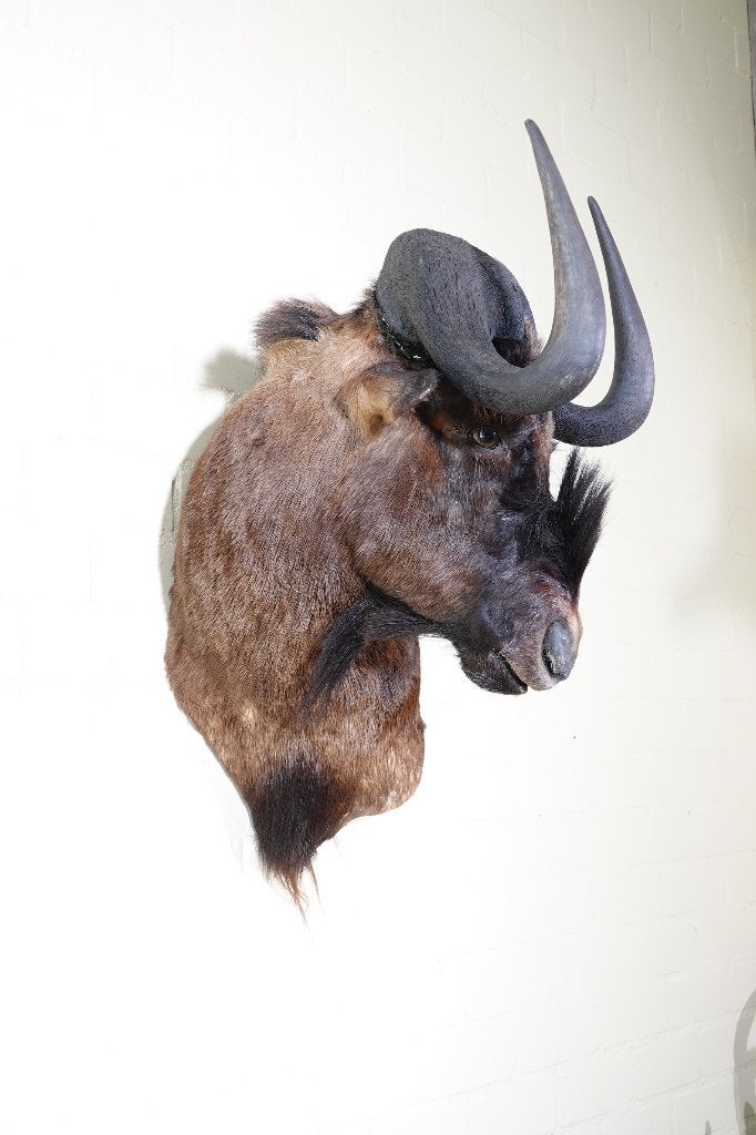 Gnu wildebeest taxidermy shouldermount opgezette, Ophalen of Verzenden, Zo goed als nieuw, Hert, Gewei of Kop