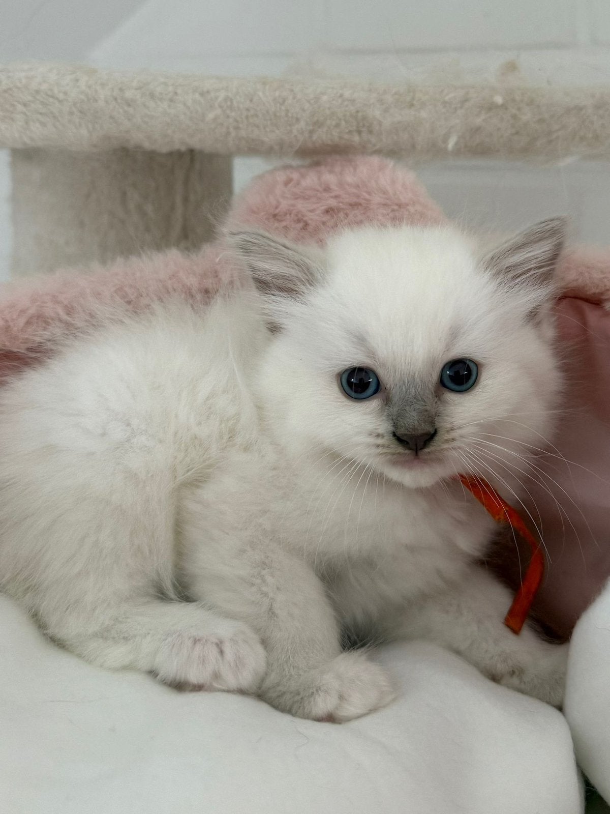 Prachtige Ragdoll kittens met stamboom, Meerdere dieren, Met stamboom, 0 tot 2 jaar