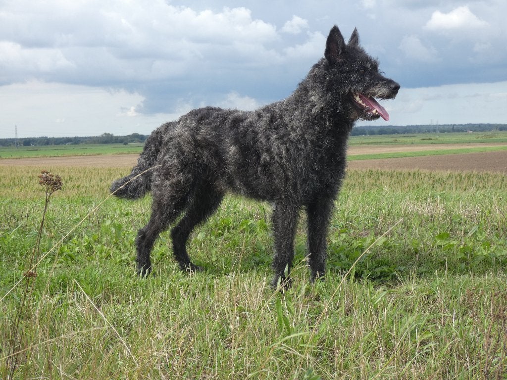 RUWHARIGE HOLLANDSE HERDERS, Dieren en Toebehoren, 8 tot 15 weken, Meerdere, Meerdere dieren, CDV (hondenziekte)