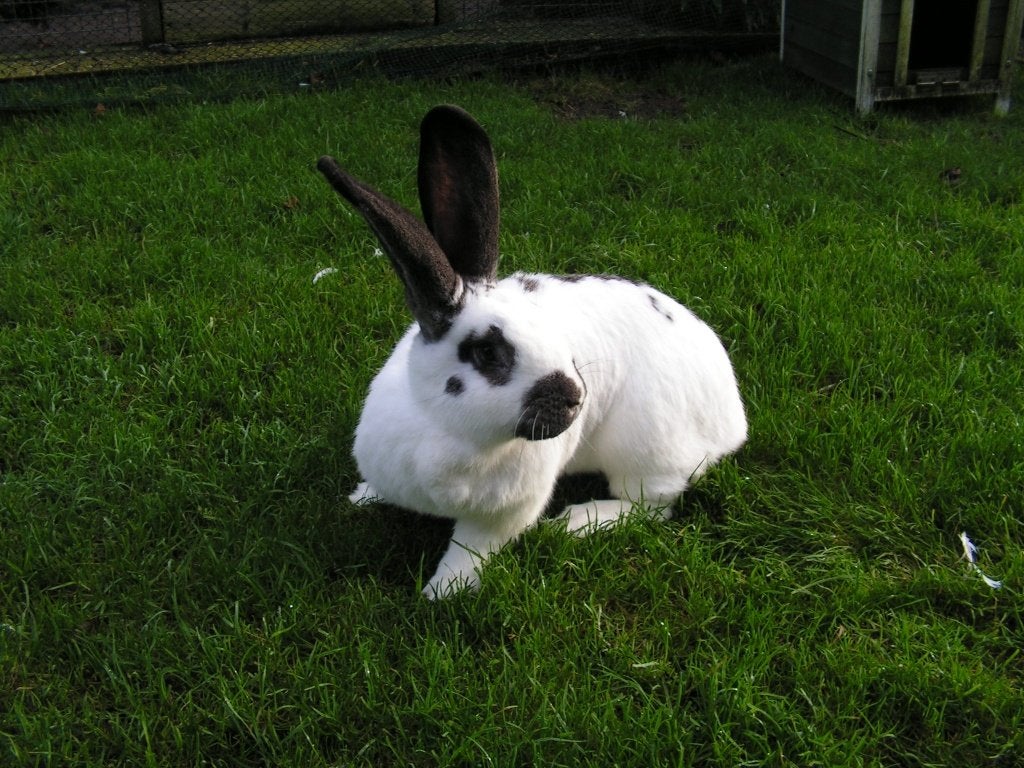 Lotharinger | Mooie konijnen | Lieve dieren | Passend advies, Dieren en Toebehoren, Konijnen, Meerdere dieren, Groot, 0 tot 2 jaar
