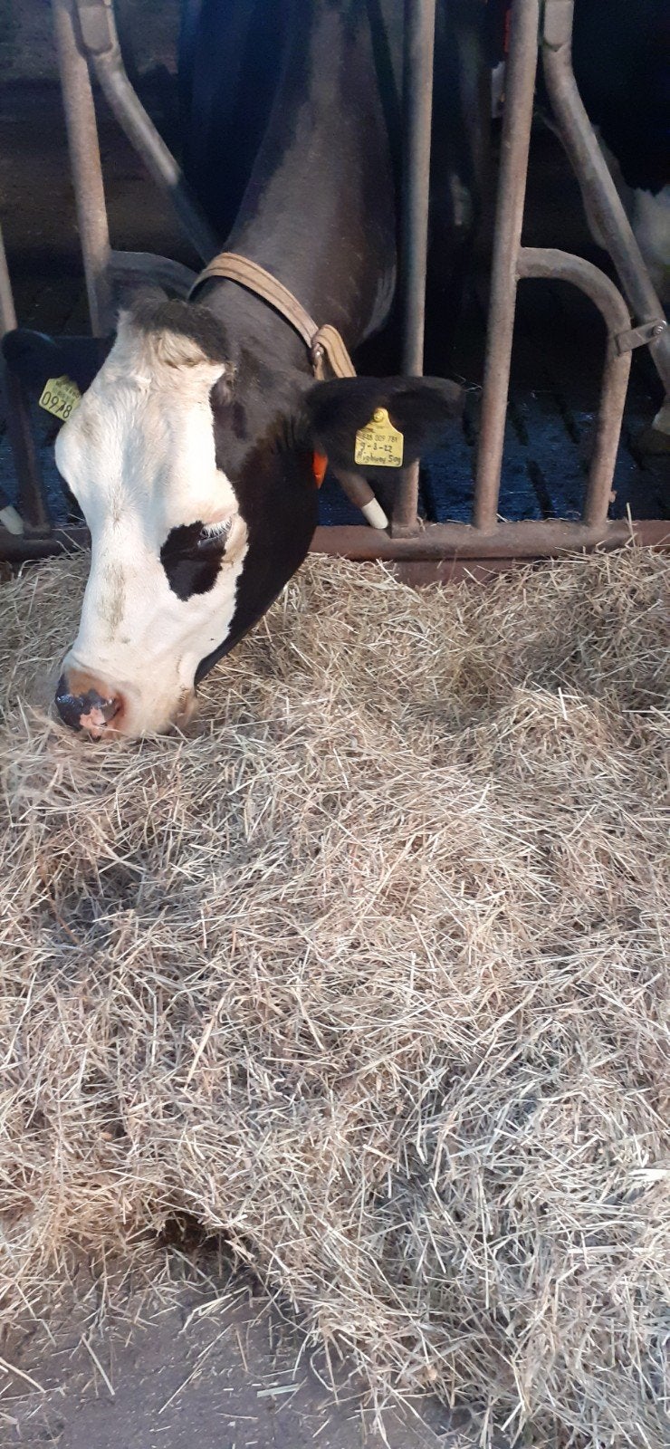 Hooibalen, Dieren en Toebehoren, Ophalen