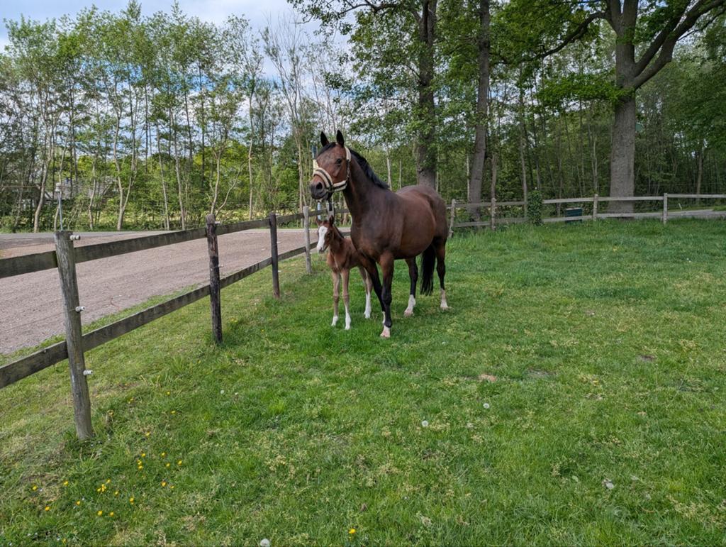 Te koop, grote d Welsh pony s, geschikt voor fok en sport, Merrie, 0 tot 2 jaar