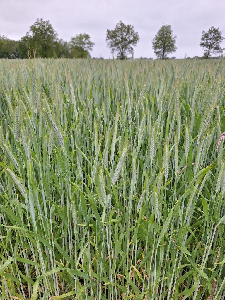 Voorverkoop stro oogst 2026 | Tarwe / Gerst / Triticale, Ophalen of Verzenden, Nieuw, Overige soorten