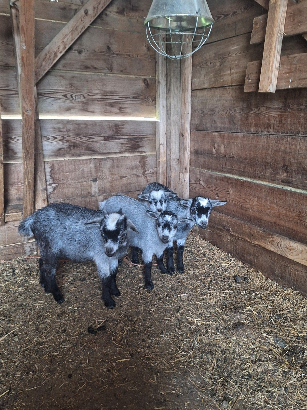 Schimmel blauwe geitjes m/v, Dieren en Toebehoren, Vrouwelijk, Geit, 0 tot 2 jaar